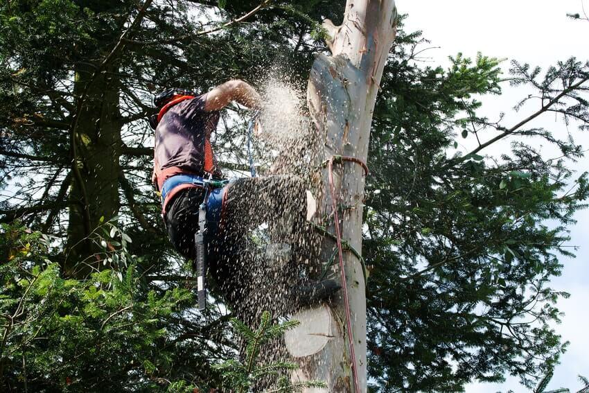 Tree Surgeons Lewisham SE13